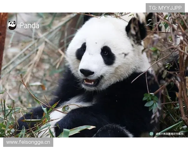 熊猫体育下载官网提供最新版本游戏下载与安装指南,助你轻松畅享体育赛事直播体验 熊猫体育下载官网提供最新版本游戏下载与安装指南,助你轻松畅享体育赛事直播体验